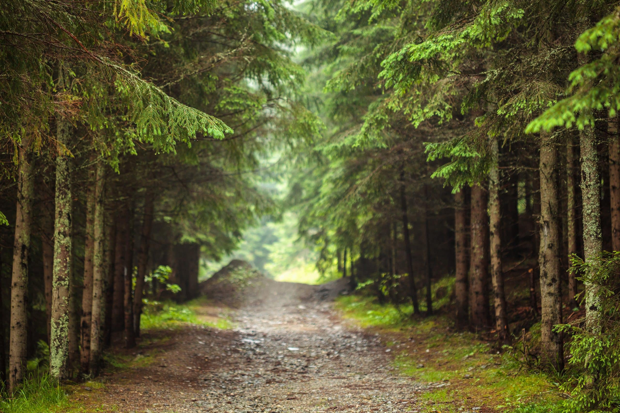 Dirt road through pine forest with selective focus