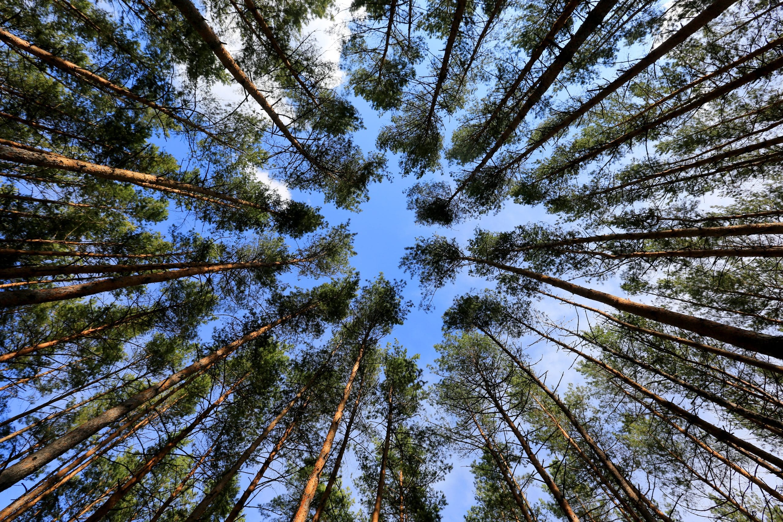 view up on spring sky though pine trees in forest